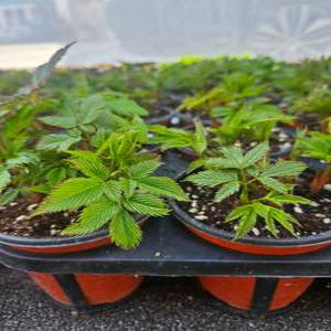 눈개승마모종 3년생