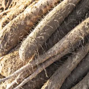 참마 생마 마사토 유기농 마가루용 마즙용 안동산마 국내산 햇마 자연산 산약마 못난이마 국내산마 3kg