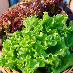 [아침에 딴] 신선 상추 4kg 대용량 산지출발