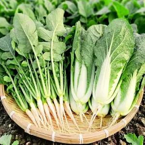 [사계절청년농부]싱싱한 포천 열무2kg+얼갈이2kg 세트