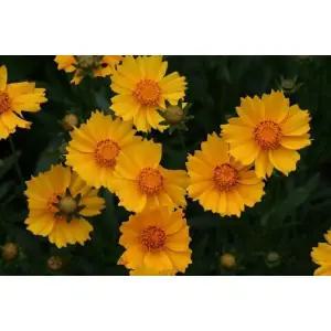 금계국10개세트(2.5치화분)노지월동 야생화봄꽃.모종