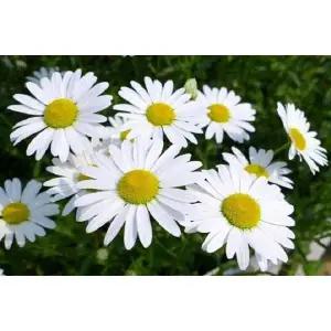 샤스타데이지 10개포트 묶음 야생화모종2.5치