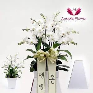 엔젤스플라워 프리미엄 서양란 스텐드 근조화환 특고급형 화이트 서울 경기 인천 배송가능