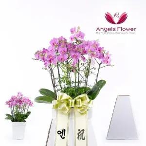 엔젤스플라워 프리미엄 서양란 스텐드 축하화환 특고급형 핑크 서울 경기 인천 배송가능