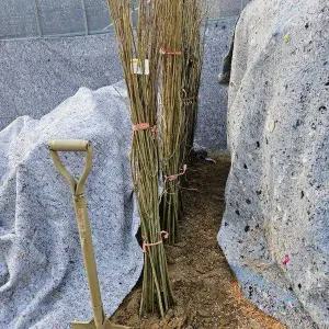 새싹에서나무까지벌나무 2년생 묘목 산청목약용수나무