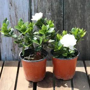 고급스런향기 치자나무모종1+1 향기반하고 자태에 반