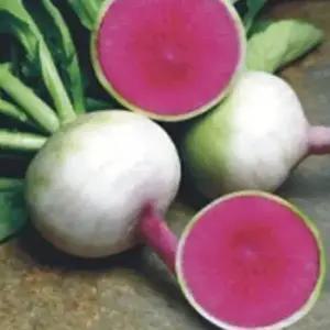 셀러허브 패션JHL28O5751CX빨간 과일 무우 수박무 채소 종자 100립