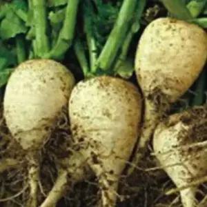 셀러허브 패션JHL28PTU51CX토종 게걸 무우 채소 품종 종자 씨앗 300립