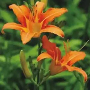 셀러허브 패션JH4R9RT751CX원추리 씨앗 야생화 꽃씨 종자 품종 30립