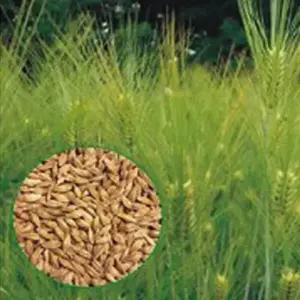 셀러허브 패션JHL0R6S351CX새싹보리씨앗 보리 재래종 원예 종자 30g