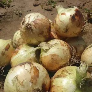 26년 국내산 무안 햇 양파