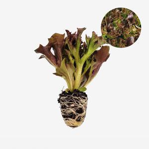 마이플랜트 인사이드리프 트리플렉스 1개 유럽 상추 모종 쌈채소 샐러드 텃밭 채소 튼튼한 모종