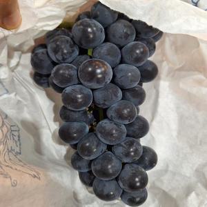 고당도 하우스 캠벨 켐벨포도 1kg, 2-4수