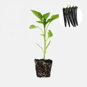 마이플랜트 가지 고추 1개 안매운 맵지 않은 보라색 고추 모종 텃밭 채소 튼튼한 모종