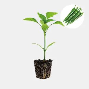 마이플랜트 아삭이고추 순한길상 1개 안매운 맵지 않은 고추 모종 텃밭 채소 튼튼한 모종