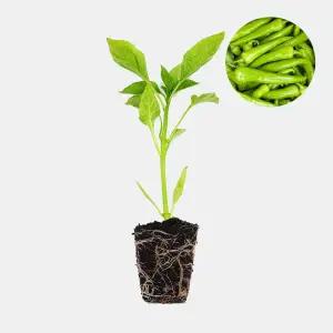 마이플랜트 당조 고추 1개 안매운 맵지 않은 아삭이 고추 모종 텃밭 채소 튼튼한 모종