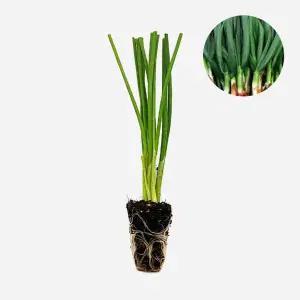 마이플랜트 조선파 5개 야채 대파 모종 주말농장 텃밭 채소 튼튼한 모종