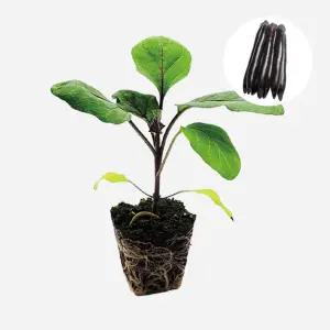 마이플랜트 천하대장 가지 1개 야채 모종 주말농장 텃밭 채소 튼튼한 모종