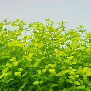 라지 펄그라스 10촉