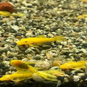 [리뉴얼 이벤트 달이네 수족관] 144 안시 숏핀