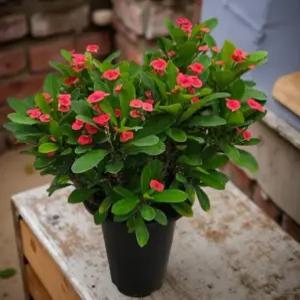 사계절 피는 꽃 실내 식물 꽃피는 선물 관상 키우기쉬운 인테리어 화분