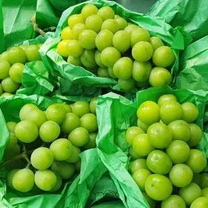 당도보장 고당도 특품 샤인머스켓 2kg x 3~4수
