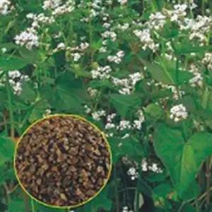 셀러허브 패션JH4R9RT051CX메밀 꽃 백옥 씨앗 야생화 꽃씨 종자 30g