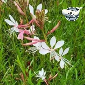 고품질 다채로운 허브나비바늘꽃 씨앗 자생 야생화 정원 (WFHKNSE)