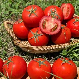 국내산 완숙토마토 실속형 소과 3kg