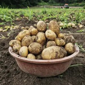 국내산 햇 수미 감자 특 10kg 찜 요리용