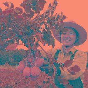 쫀득한 국내산 햇 수미감자 5kg, 대