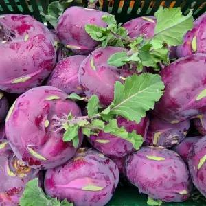 [프레쉬서비스] 제주 콜라비 5kg 15brix내외)