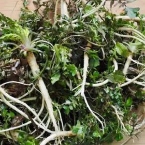 [힌스푼푸드] 냉이 1kg 판매자 직접 재배한 세척냉이