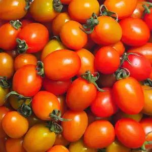 대추 방울토마토 고품위 로얄과 2kg 1-3번과