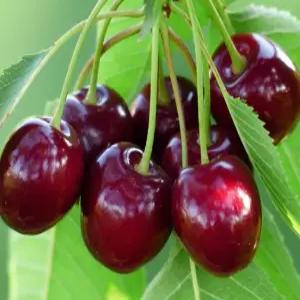 체리나무묘목 왜성체리나무 러시아8호 2번접목 빠른결실 유실수 약용수 조경수 꽃나무(TB)