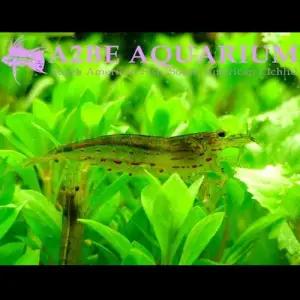 [에이투비]이끼제거 야마토 새우 / 1-2cm/ 10마리 세트