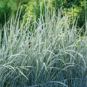 가든조아 무늬염주 그라스 그라스류 초본식물 15cm포트