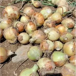 맘크린 국내산 창녕 햇양파 장아찌 소사이즈