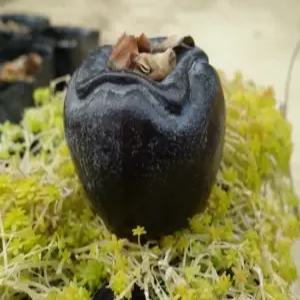 흑감나무 흑대봉 흑감나무묘목 흑감묘목 2년생특묘 유실수 약용수 조경수 꽃나무(TB)