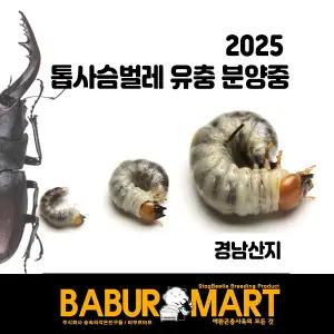 톱사슴벌레 유충 / 톱사슴벌레 애벌레 / 사슴벌레 애벌레 키우기