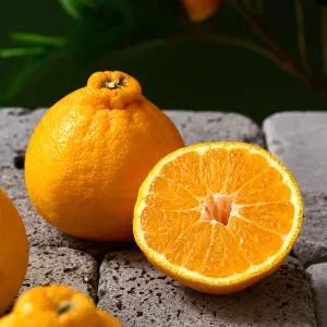 [제주직송] 새콤달콤 노지 한라봉 10kg 소과 (개당 150g미만)