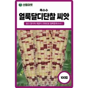 얼룩 달디단찰 옥수수 씨앗 100립 색깔이 조화로운 찰옥수수씨 종자