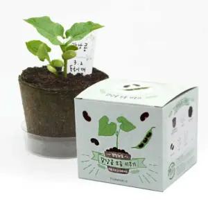 뚝딱 틔움 팜팜농장 강낭콩 모종키우기/키트/화분/싹틔우기/나만의/정원/이름/꾸미기/심기/가꾸기/기르기