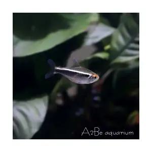 [에이투비]블랙네온 테트라 /1.5cm전후/10마리 1세트