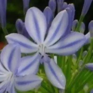 아가판서스 꽃모종 다년생 다년초 노지월동 관엽식물 B02