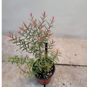 레드티트리빨간 오일나무 새로 출시된 아이에요