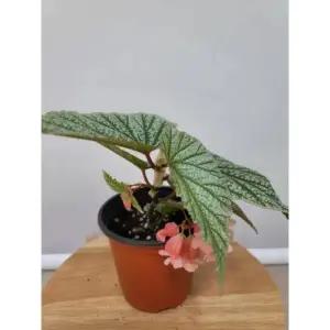 봄봄 목베고니아 던밀러