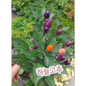 하늘고추색감 징짜 예쁘죵 요 고추는 식용가능해서 더욱 좋음요