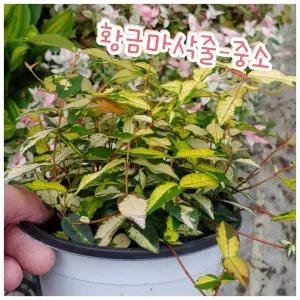 황금마삭줄중소마삭줄은 월동이 가능 아이랍니다 ~
