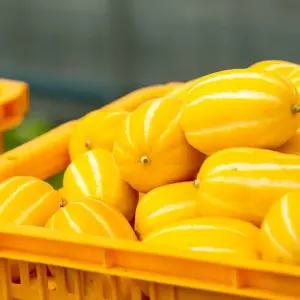 [산해직송] 성주 벌꿀 (가정용) 못난이  참외 랜덤혼합과 / 1kg